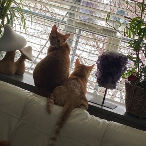 Meet your Posher, Lara - Picture 1 of 1